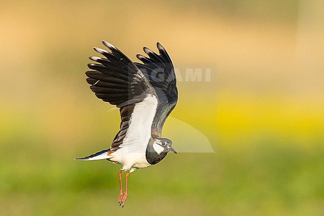  stock-image by Agami/Menno van Duijn,
