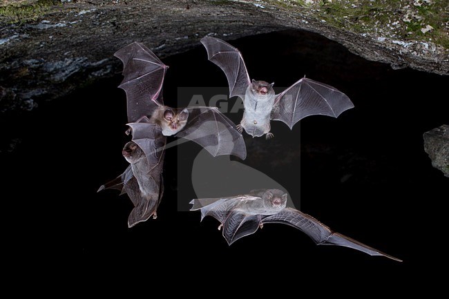 Drie verschillende soorten vleermuis verlaten grot, Three different species of bats leaving cave stock-image by Agami/Theo Douma,
