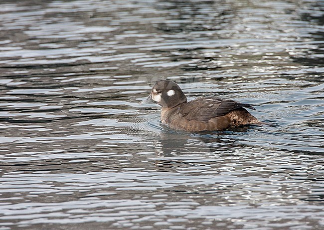 Female Harlequin Duck (Histrionicus histrionicus) swimming offshore the coast of Hokkaido in Japan. stock-image by Agami/Marc Guyt,