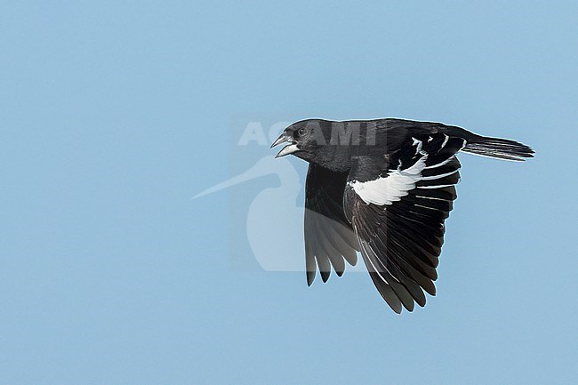 Adult male breeding
Weld Co., CO
June 2023 stock-image by Agami/Brian E Small,
