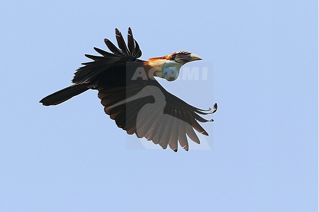 Sumba hornbill (Rhyticeros everetti) in the Lesser Sundas, Indonesia. stock-image by Agami/James Eaton,