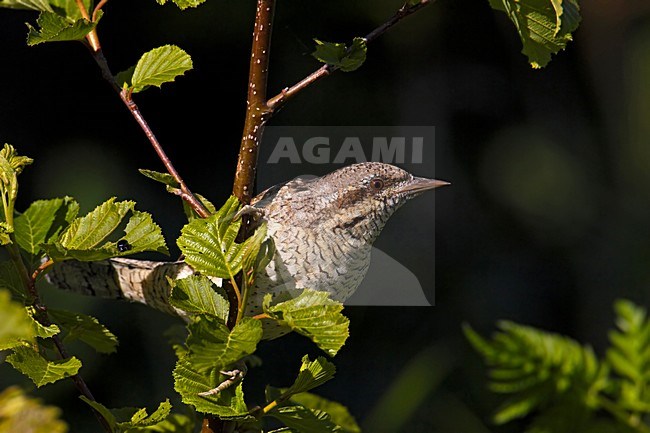 Eurasian Wryneck perched on branch; Draaihals zittend op tak stock-image by Agami/Markus Varesvuo,