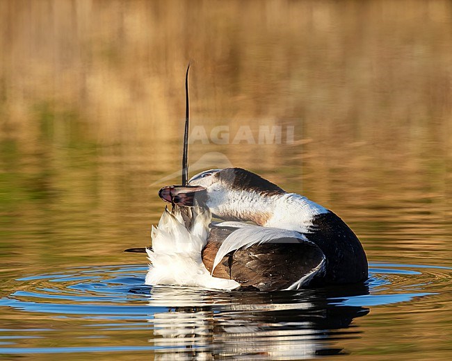 A beautiful drake Long-tailed Duck (Clangula hyemalis) is giving close up views in the early morning light. This bird is in The Netherlands normally seen out at sea where only distant views can be optained. This bird however swam in a small creek on the island of Texel giving excpetional views. stock-image by Agami/Jacob Garvelink,