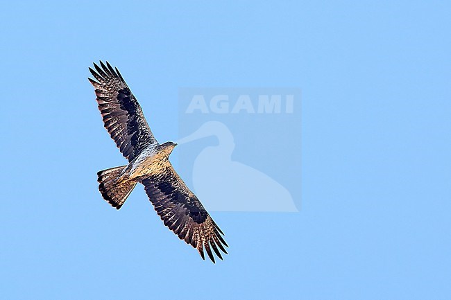Bonelli's Eagle (Aquila fasciata) soaring against a blue sky as a background, Spain stock-image by Agami/Tomas Grim,