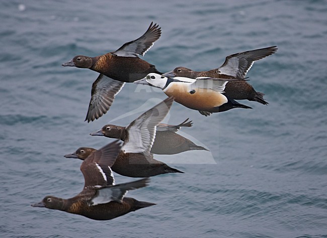Stellers Eider in vlucht; Steller's Eider in flight stock-image by Agami/Markus Varesvuo,