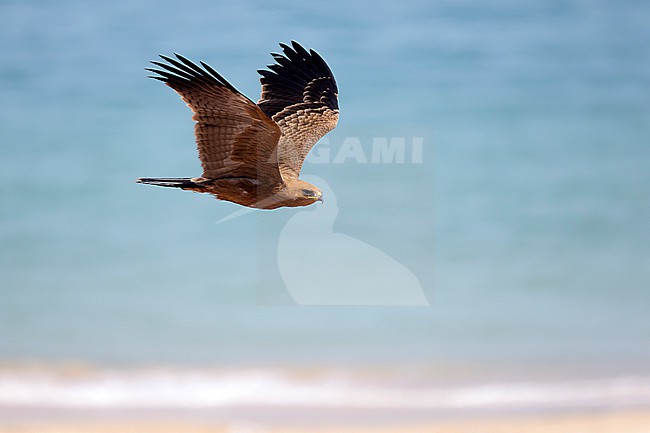Wahlberg's Eagle (Hieraaetus wahlbergi) in fresh juvenile plumage soaring close to a cliff at Cap Blanc (Nouadhibou) inside the Western Palearctic region stock-image by Agami/David Monticelli,