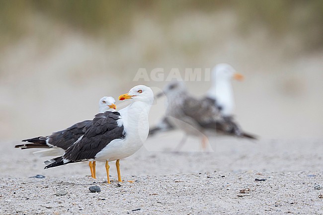 Lesser Black-backed Gull - Heringsmöwe - Larus fuscus ssp. intermedius, Germany, adult stock-image by Agami/Ralph Martin,