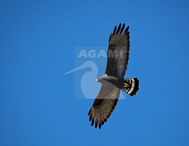 Zwarte Buizerd in vlucht, Common Black-hawk in flight stock-image by Agami/Roy de Haas,