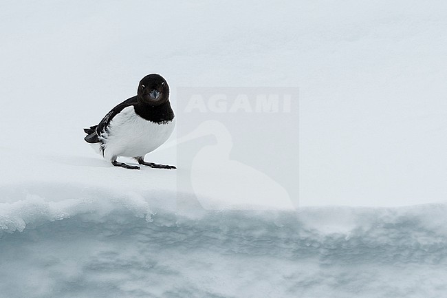 A little auk, Alle alle, resting on ice. Nordaustlandet, Svalbard, Norway stock-image by Agami/Sergio Pitamitz,