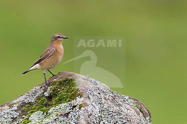 Groenlandse Tapuit; 'Greenland' Northern Wheatear stock-image by Agami/David Monticelli,