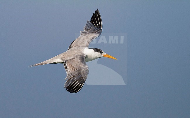 Bengaalse Stern, Lesser Crested Tern, Sterna bengalensis, Thalasseus bengalensis ssp. bengalensis, Oman, 1st cy stock-image by Agami/Ralph Martin,