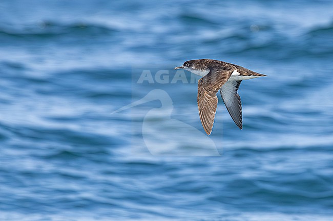  stock-image by Agami/Menno van Duijn,