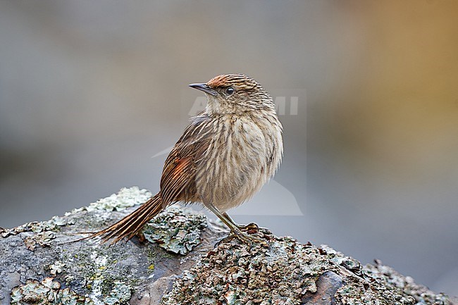 Scribble-tailed Canastero (Asthenes maculicauda) on a rock, Andes of Bolivia stock-image by Agami/Tomas Grim,
