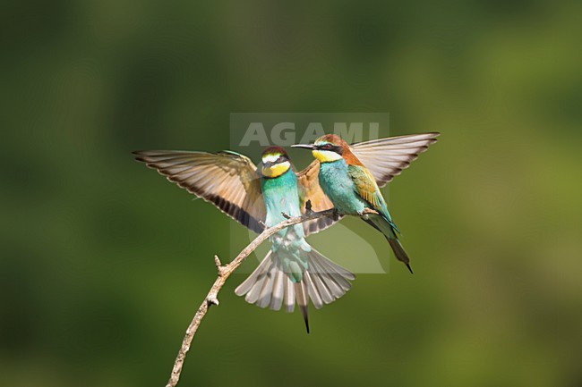 Paartje Bijeneters; Pair of European Bee-eater stock-image by Agami/Marc Guyt,