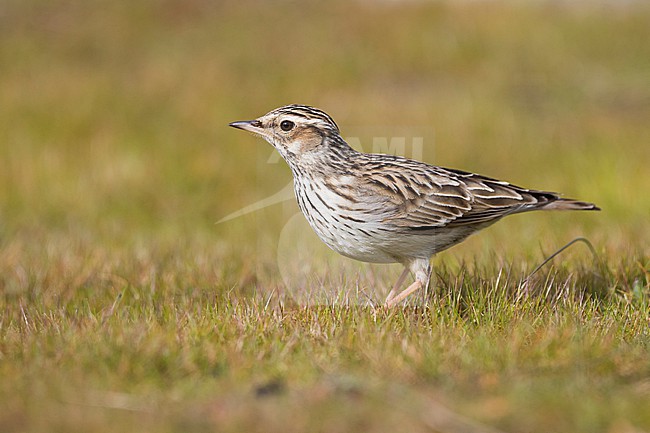 Adult Woodlark, Lullula arborea pallida, in Spain. Standing on the ground. stock-image by Agami/Ralph Martin,