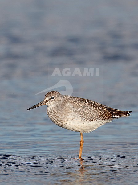 Redshank juv. (Tringa totanus) UtÃ¶ Finland July 2011 stock-image by Agami/Markus Varesvuo,