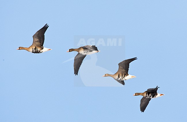 Kolgans in de vlucht; Greater White-fronted Goose in flight stock-image by Agami/Marc Guyt,