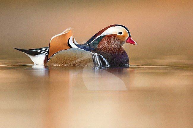 Drake Mandarin Duck (Aix galericulata) in Germany. stock-image by Agami/Ralph Martin,