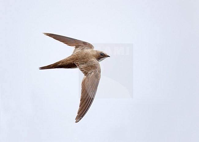Vliegende Alpengierzwaluw; Flying Alpine Swift stock-image by Agami/Ran Schols,