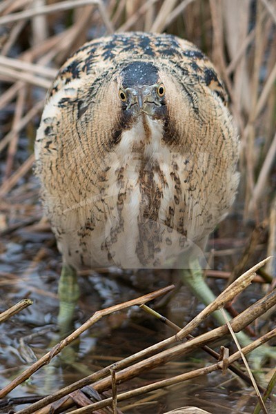 Roerdomp in het riet, Eurasian Bittern in reed stock-image by Agami/Han Bouwmeester,
