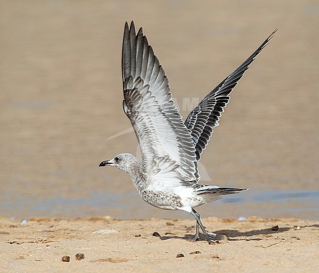 Audouin's Gull (Ichthyaetus audouinii) on the beach of western Morocco during late summer. Immature bird taking off from the ground. stock-image by Agami/Marc Guyt,