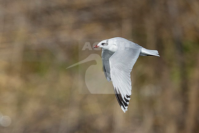 Mediterranean Gull (Ichthyaetus melanocephalus), side view of a second winter individual in flight, Campania, Italy stock-image by Agami/Saverio Gatto,