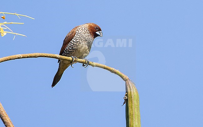 Scaly-breasted Munia (Lonchura punctulata) perched on a branch in sunlight, showing the front of the bird. stock-image by Agami/Lennart Verheuvel,