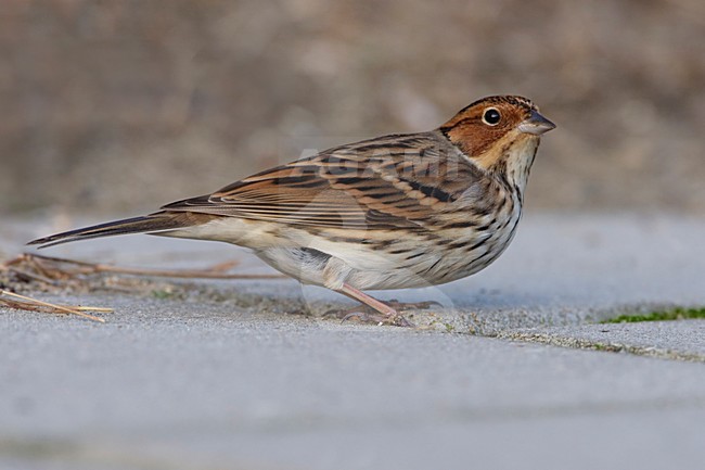 Dwerggors in zomerkleed; Little Bunting in summer plumage stock-image by Agami/Arie Ouwerkerk,