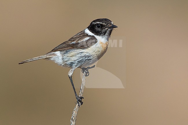 Canary Islands Chat; Saxicola dacotiae stock-image by Agami/Daniele Occhiato,