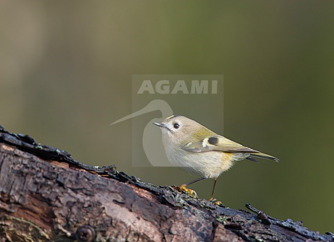 Goudhaan in zit; Goldcrest perched stock-image by Agami/Ran Schols,