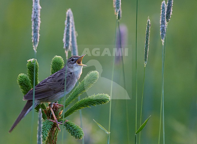 Zingende Sprinkhaanzanger, Singing Common Grasshopper Warbler stock-image by Agami/Markus Varesvuo,
