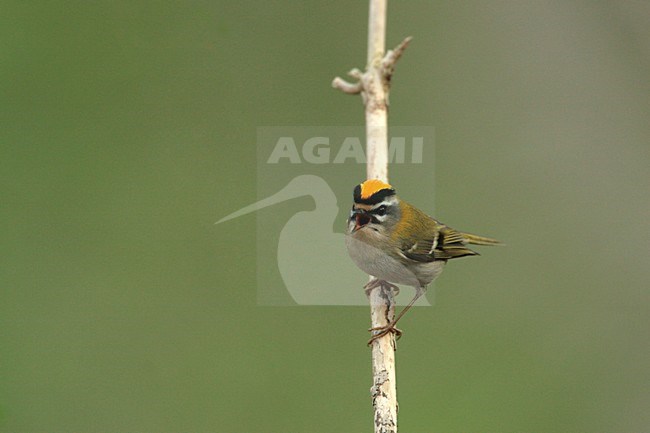 Firecrest perched on a branch singing ; Vuurgoudhaan zittend op een tak zingend stock-image by Agami/Harvey van Diek,