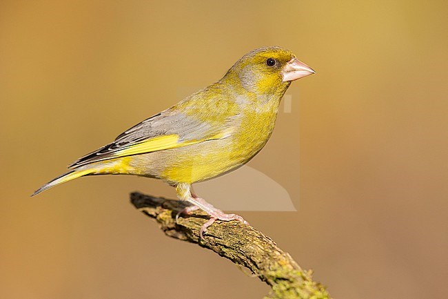 European Greenfinch (Chloris chloris), side view of an adult male perched on a branch, Campania, Italy stock-image by Agami/Saverio Gatto,