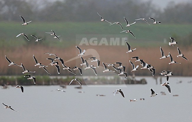 Little Gull (Hydrocoloeus minutus), group in flight, seen from the side. stock-image by Agami/Fred Visscher,