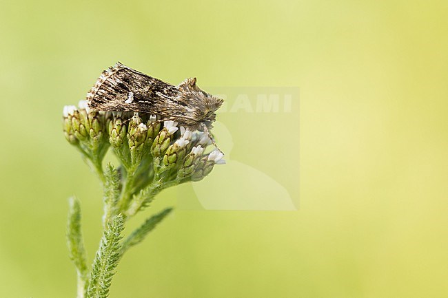 Calophasia lunula - Toadflax moth - Möndcheneule, Germany (Baden-Württemberg), imago stock-image by Agami/Ralph Martin,