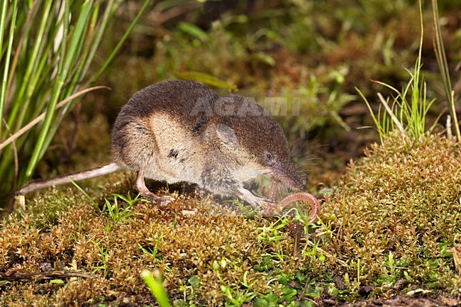 Bosspitsmuis etend, Common Shrew eating stock-image by Agami/Theo Douma,