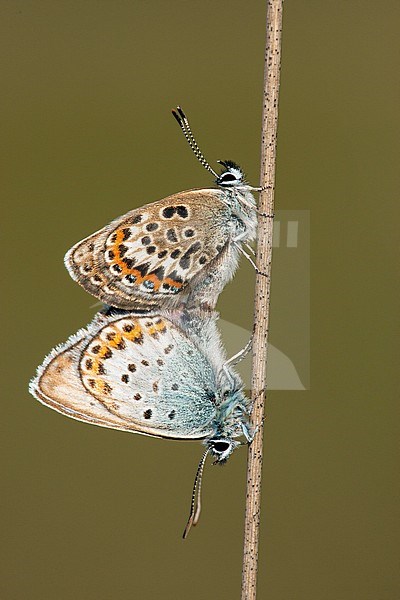 Heideblauwtje / Silver-studded Blue (Plebejus argus) stock-image by Agami/Wil Leurs,
