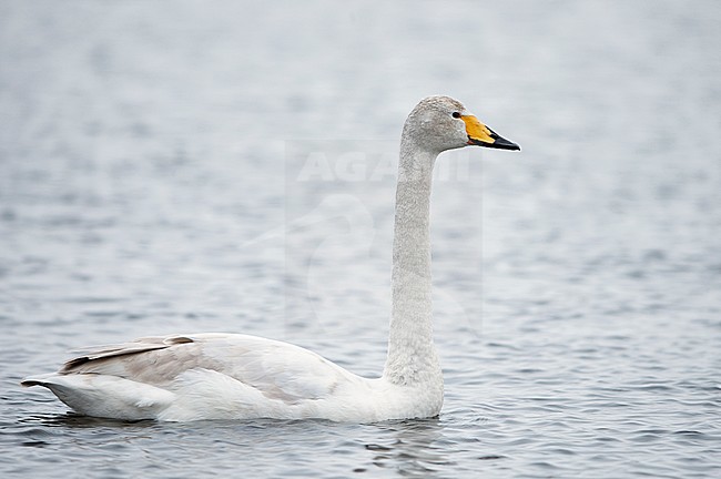 Second calender year Whooper Swan (Cygnus cygnus) at Kuusamo, Finland. stock-image by Agami/Markus Varesvuo,