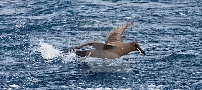 Zwarte Albatros opvliegend; Sooty Albatros flying off stock-image by Agami/Marc Guyt,