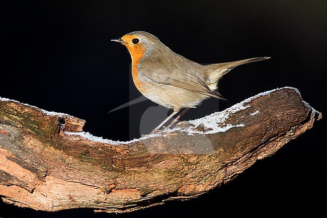 European Robin, Erithacus rubecula, in the Netherlands. stock-image by Agami/Han Bouwmeester,