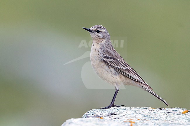 Adult Water Pipit (Anthus spinoletta blakistoni) standing on a rock in mountains of Kazakhstan. stock-image by Agami/Ralph Martin,