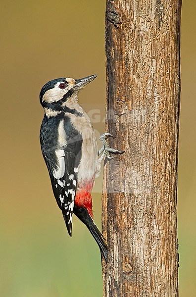 Great Spotted Woodpecker, Grote Bonte Specht, Dendrocopos major stock-image by Agami/Alain Ghignone,