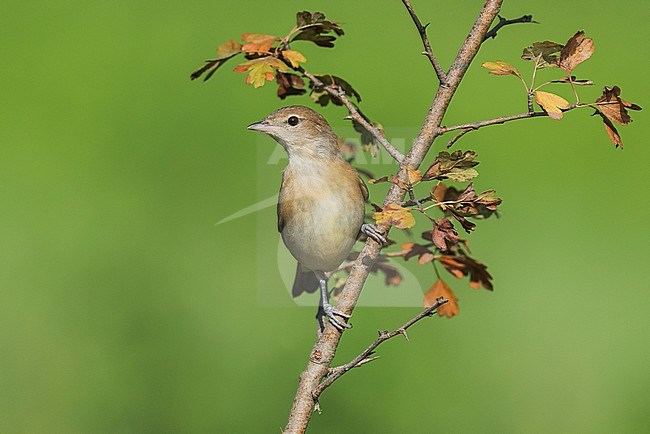 Garden Warbler (Sylvia borin) during autumn migration in Italy. stock-image by Agami/Alain Ghignone,