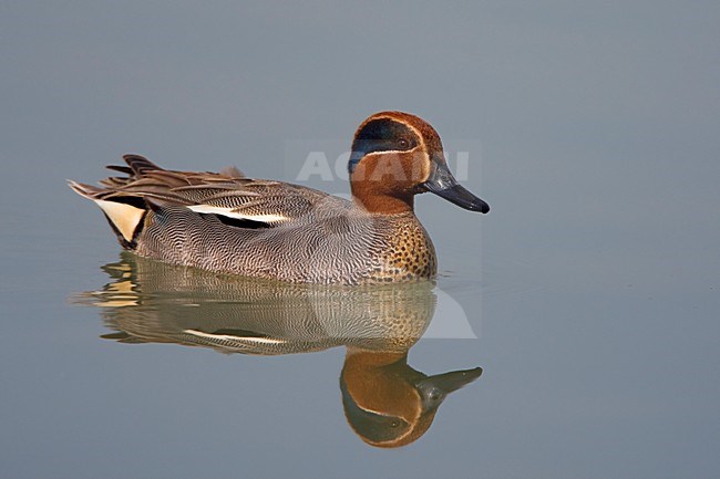 Zwemmend mannetje Wintertaling; Swimming male Teal stock-image by Agami/Daniele Occhiato,