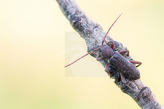Trichoferus campestris - Velvet longhorned beetle, Germany (Baden-Württemberg), imago stock-image by Agami/Ralph Martin,