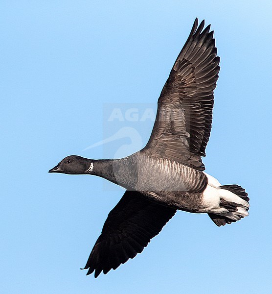 Wintering Dark-bellied Brent Goose (Branta bernicla bernicla) in Norfolk, England. Flying past. stock-image by Agami/Marc Guyt,