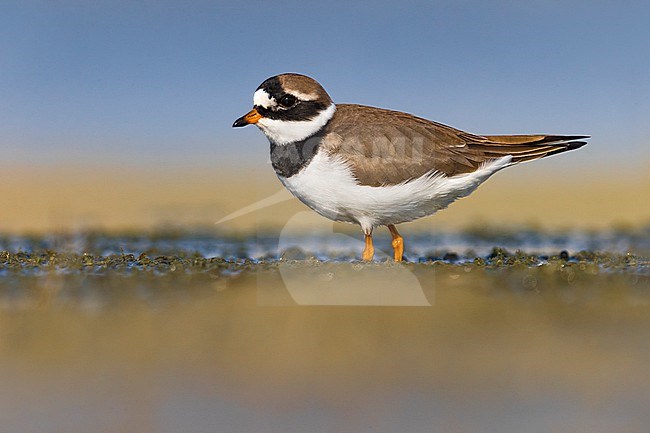 Adult Common Ringed Plover (Charadrius hiaticula) in spring in Italy. stock-image by Agami/Daniele Occhiato,