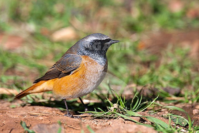 Adult male Common Redstart (Phoenicurus phoenicurus) during autumn in Ciudad real, Spain. stock-image by Agami/Oscar Díez,