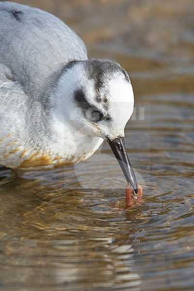 A Grey Phalarope (Phalaropus fulicarius) offers amazingly close-up views while foraging in the extensive brakkish creek system The Slufter on Texel island. stock-image by Agami/Jacob Garvelink,