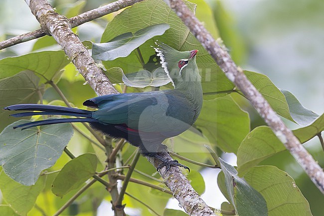 Livingstone's Turaco (Tauraco livingstonii) adult perched in a tree in Tanzania. stock-image by Agami/Dubi Shapiro,